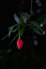 Crinodendron hookerianum