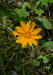 Coreopsis auriculata