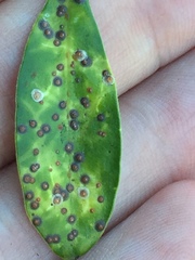 Chrysomphalus pinnulifer