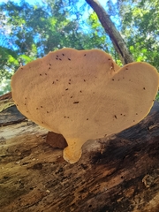 Favolus fuscolineatus