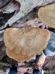 Favolus fuscolineatus