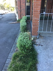 Chrysomphalus pinnulifer