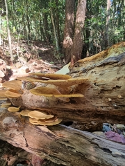 Favolus fuscolineatus