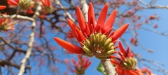Erythrina suberosa