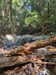 Favolus fuscolineatus