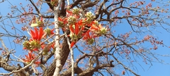 Erythrina suberosa