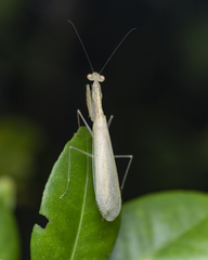 Sinomantis denticulata