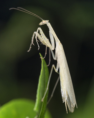 Sinomantis denticulata