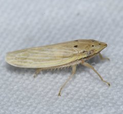 Draeculacephala septemguttata