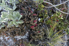 Montitega dealbata