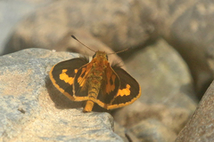 Taractrocera archias