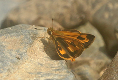 Taractrocera archias