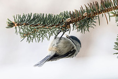 Poecile atricapillus