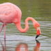 American Flamingo - Photo (c) rwcannon57, some rights reserved (CC BY-NC)