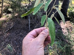 Solanum parvifolium