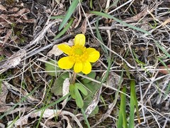 Ranunculus glaberrimus