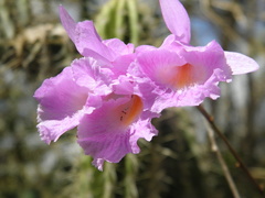 Broughtonia domingensis