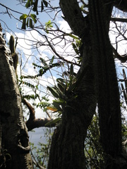 Broughtonia domingensis