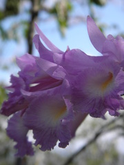 Broughtonia domingensis