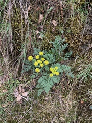 Lomatium serpentinum