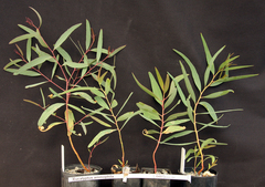 Eucalyptus ammophila