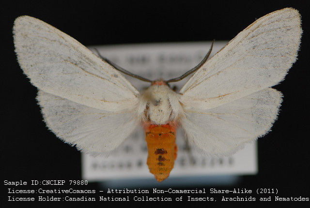 Pygarctia lorula