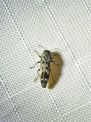 Agrilus lecontei