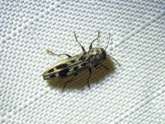 Agrilus lecontei