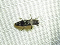 Agrilus lecontei
