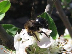 Xylocopa tabaniformis
