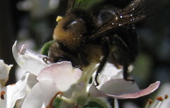 Xylocopa tabaniformis