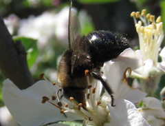 Xylocopa tabaniformis