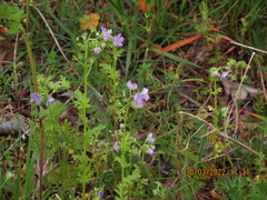 Phacelia strictiflora