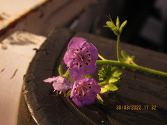 Phacelia strictiflora