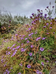 Glandularia lilacina