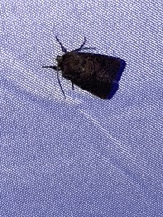 Protorthodes orobia