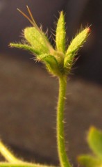 Phacelia strictiflora