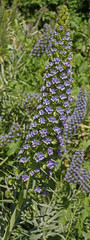 Echium candicans