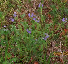 Phacelia strictiflora