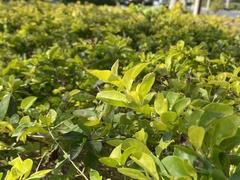 Duranta erecta