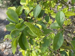 Duranta erecta