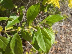 Duranta erecta