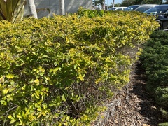 Duranta erecta