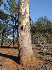 Eucalyptus intertexta