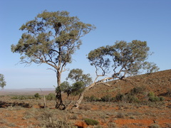 Eucalyptus intertexta