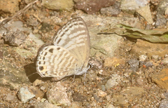 Nacaduba angusta