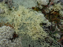 Usnea contexta