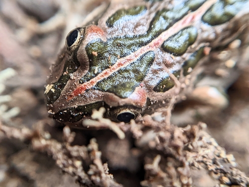 Spotted Marsh Frog, Jacka ACT 2914, Australia, photo 8 of 10