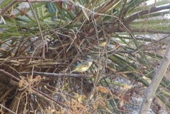Vireo cassinii lucasanus