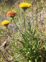 Erigeron supplex